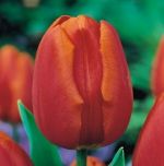 tulipa-tulipan-triumph-orange-cassini-50-sztpromocja!!!-bulwy-cebule-klacza-nasiona.jpg