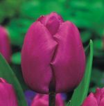 tulipa-tulipan-triumph-purple-prince-50-sztpromocja!!!-bulwy-cebule-klacza-nasiona.jpg