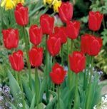 tulipa-tulipan-triumph-red-50-sztpromocja!!!-bulwy-cebule-klacza-nasiona.jpg