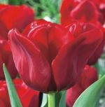 tulipa-tulipan-triumph-seadov-50-sztpromocja!!!-bulwy-cebule-klacza-nasiona.jpg