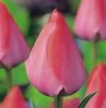 tulipa-tulipan-triumph-van-eijk-50-sztpromocja!!!-bulwy-cebule-klacza-nasiona.jpg