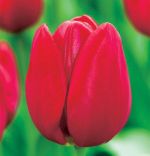 tulipa-tulipan-triumph-warszawa-50-sztpromocja!!!-bulwy-cebule-klacza-nasiona.jpg