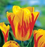 tulipa-tulipan-triumph-washington-50-sztpromocja!!!-bulwy-cebule-klacza-nasiona.jpg
