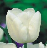 tulipa-tulipan-triumph-white-dream-50-sztpromocja!!!-bulwy-cebule-klacza-nasiona.jpg