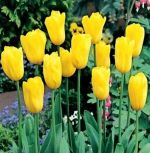 tulipa-tulipan-triumph-yellow-50-sztpromocja!!!-bulwy-cebule-klacza-nasiona.jpg