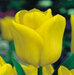 tulipa-tulipan-triumph-yellow-flight-50-sztpromocja!!!-bulwy-cebule-klacza-nasiona.jpg