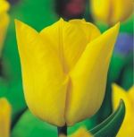 tulipa-tulipan-triumph-yokohama-50-sztpromocja!!!-bulwy-cebule-klacza-nasiona.jpg