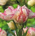 tulipa-tulipan-wielokwiatowy-belicia-50-sztpromocja!!!-bulwy-cebule-klacza-nasiona.jpg