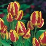 tulipa-tulipan-wielokwiatowy-colour-spectacle-50-sztpromocja!!!-bulwy-cebule-klacza-nasiona.jpg