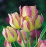 tulipa-tulipan-wielokwiatowy-georgette-50-sztpromocja!!!-bulwy-cebule-klacza-nasiona.jpg