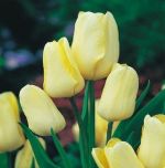 tulipa-tulipan-wielokwiatowy-hans-dietrich-50-sztpromocja!!!-bulwy-cebule-klacza-nasiona.jpg