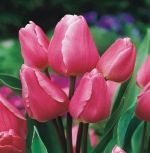 tulipa-tulipan-wielokwiatowy-happy-family-50-sztpromocja!!!-bulwy-cebule-klacza-nasiona.jpg