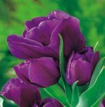 tulipa-tulipan-wielokwiatowy-purple-bouquet-50-sztpromocja!!!-bulwy-cebule-klacza-nasiona.jpg