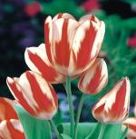 tulipa-tulipan-wielokwiatowy-sylvia-warder-50-sztpromocja!!!-bulwy-cebule-klacza-nasiona.jpg