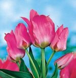 tulipa-tulipan-wielokwiatowy-toronto-50-sztpromocja!!!-bulwy-cebule-klacza-nasiona.jpg
