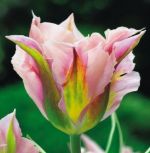 tulipa-virindiflora-tulipan-zielonokwiatowy-china-town-50-sztpromocja!!!-bulwy-cebule-klacza-nasiona.jpg
