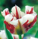tulipa-virindiflora-tulipan-zielonokwiatowy-flaming-springgreen-50-sztpromocja!!!-bulwy-cebule-klacza-nasiona.jpg