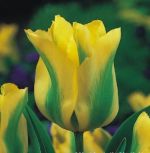 tulipa-virindiflora-tulipan-zielonokwiatowy-formosa-50-sztpromocja!!!-bulwy-cebule-klacza-nasiona.jpg