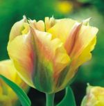 tulipa-virindiflora-tulipan-zielonokwiatowy-golden-artist-50-sztpromocja!!!-bulwy-cebule-klacza-nasiona.jpg