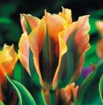 tulipa-virindiflora-tulipan-zielonokwiatowy-green-river-50-sztpromocja!!!-bulwy-cebule-klacza-nasiona.jpg