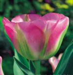 tulipa-virindiflora-tulipan-zielonokwiatowy-groenland-50-sztpromocja!!!-bulwy-cebule-klacza-nasiona.jpg