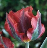 tulipa-virindiflora-tulipan-zielonokwiatowy-hollywood-50-sztpromocja!!!-bulwy-cebule-klacza-nasiona.jpg