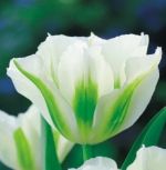 tulipa-virindiflora-tulipan-zielonokwiatowy-spring-green-50-sztpromocja!!!-bulwy-cebule-klacza-nasiona.jpg