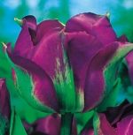 tulipa-virindiflora-tulipan-zielonokwiatowy-violet-bird-50-sztpromocja!!!-bulwy-cebule-klacza-nasiona.jpg