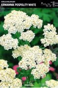 achillea-krwawnik-millefolium-white-1-szt-bulwy-cebule-klacza-nasiona.jpg