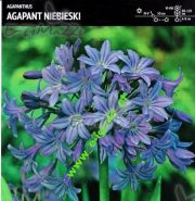 agapanthus-agapant-niebieski-1-szt-promocja!!!-bulwy-cebule-klacza-nasiona.jpg