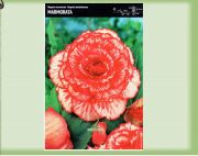 begonie-begonia-marmorata-1szt.jpg