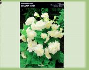 begonie-begonia-multiflora-maxima-biala-1szt.jpg
