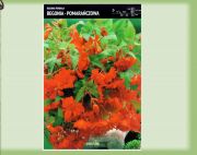 begonie-begonia-pendula-pomaranczowa-1szt.jpg
