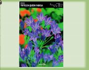 brodiaea-queen-fabiola-hiacynt-kalifornijski10szt.jpg