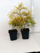 cyprysik-groszkowy-filifera-aurea-chamaecyparis-pisifera-50-szt.jpg