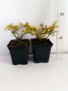 cyprysik-groszkowy-filifera-aurea-nana-chamaecyparis-pisifera-3000-szt.jpg
