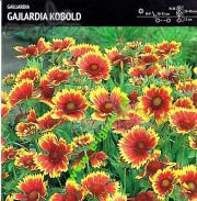 gaillardia-gajlardia-kobold-1-szt-promocja!!!-bulwy-cebule-klacza-nasiona.jpg