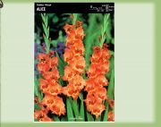 gladiolus-mieczyk-alice-5-szt.jpg