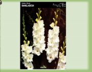gladiolus-mieczyk-bangladesh-5-szt.jpg