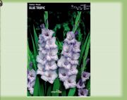 gladiolus-mieczyk-blue-tropic-5-szt.jpg