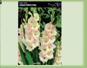 gladiolus-mieczyk-cream-perfection-5-szt.jpg