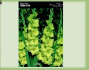 gladiolus-mieczyk-green-star-5-szt.jpg