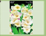 gladiolus-mieczyk-halley-5-szt.jpg