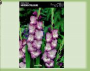gladiolus-mieczyk-hidden-treasure-5-szt.jpg