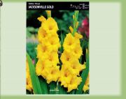 gladiolus-mieczyk-jacksonville-gold-5-szt.jpg