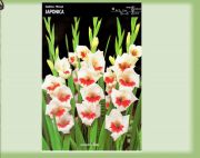 gladiolus-mieczyk-japonica-5-szt.jpg