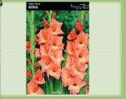 gladiolus-mieczyk-jessica-5-szt.jpg