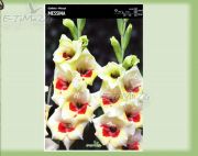 gladiolus-mieczyk-messina-5-sztuk.jpg