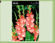 gladiolus-mieczyk-pink-lady-5-szt.jpg