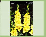 gladiolus-mieczyk-platini-5-szt.jpg
